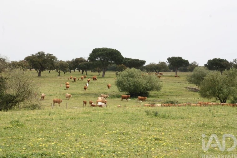 Terreno para Venda em Poceirão e Marateca Foto 17
