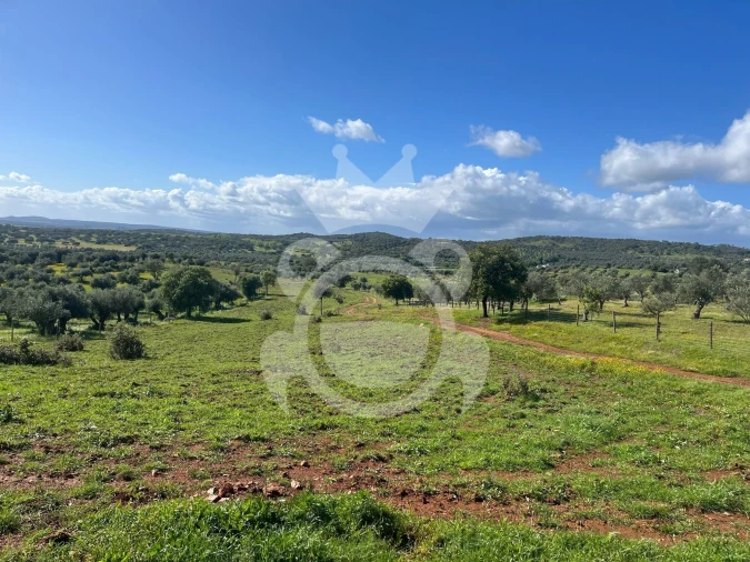 Terreno para Venda em Portel Foto 6