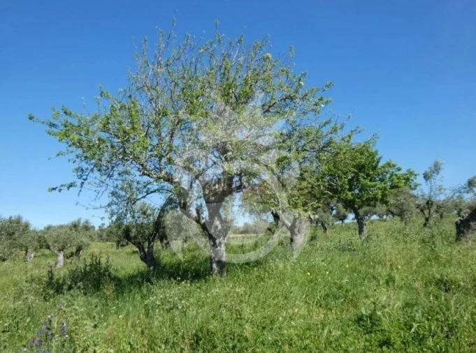 Terreno para Venda em Portel Foto 7
