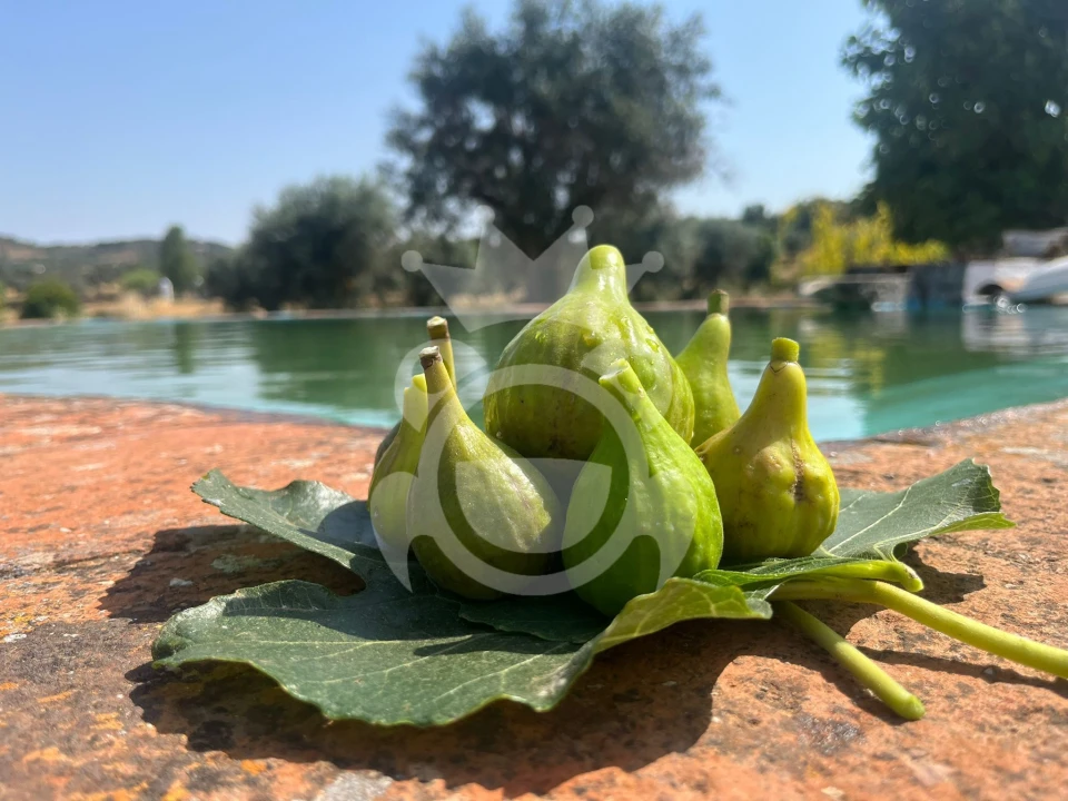 Terreno para Venda em Portel Foto 15