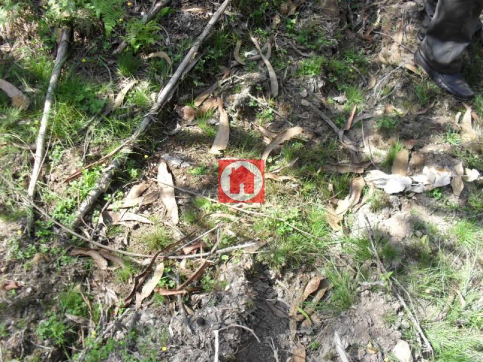 Terreno Agricola ou Rústico para Venda em Rates Foto 6