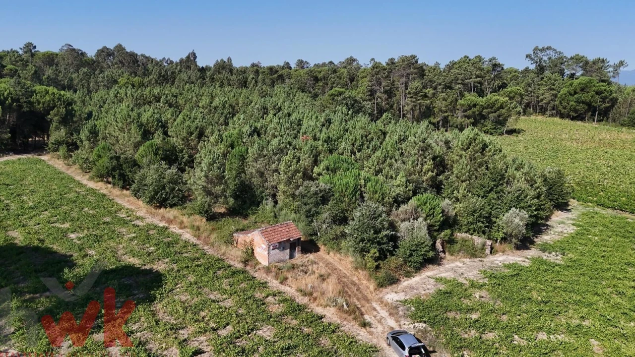 Terreno Agricola ou Rústico para Venda em Canas de Senhorim Foto 11