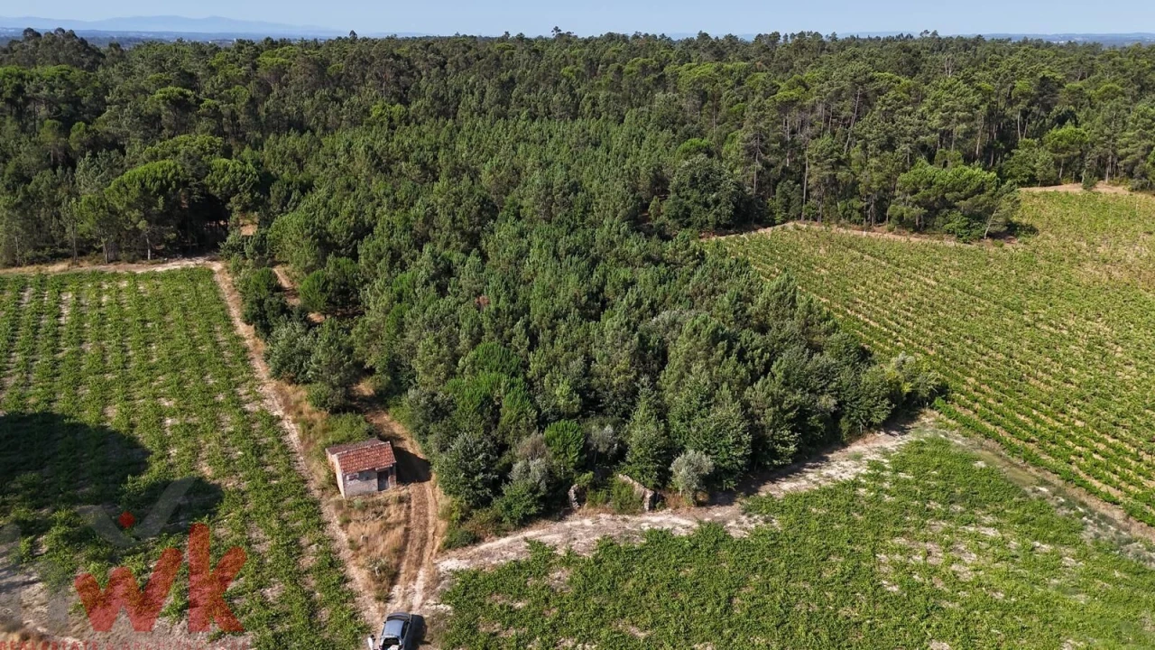 Terreno Agricola ou Rústico para Venda em Canas de Senhorim Foto 17