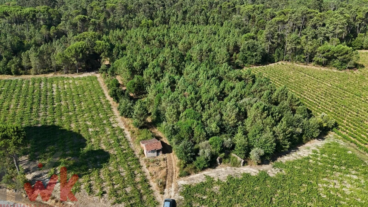 Terreno Agricola ou Rústico para Venda em Canas de Senhorim Foto 18