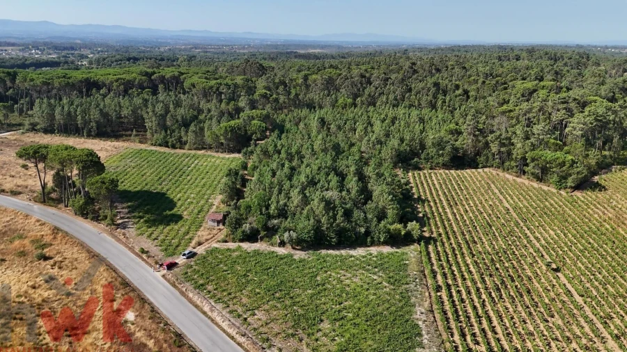 Terreno Agricola ou Rústico para Venda em Canas de Senhorim Foto 10