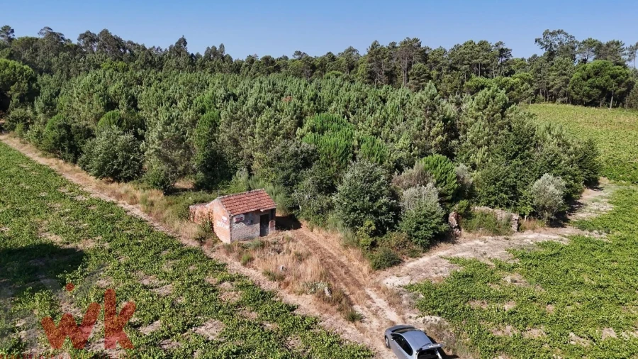 Terreno Agricola ou Rústico para Venda em Canas de Senhorim Foto 12