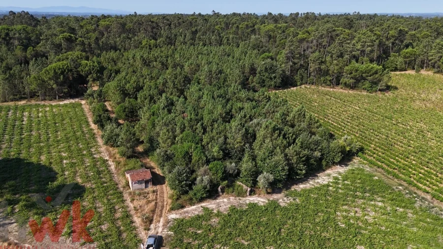 Terreno Agricola ou Rústico para Venda em Canas de Senhorim Foto 17