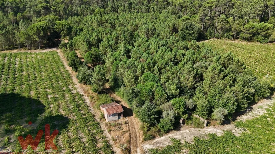 Terreno Agricola ou Rústico para Venda em Canas de Senhorim Foto 19