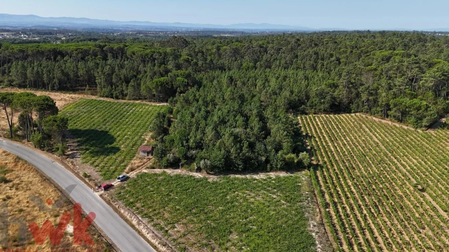Terreno Agricola ou Rústico para Venda em Canas de Senhorim Foto 20