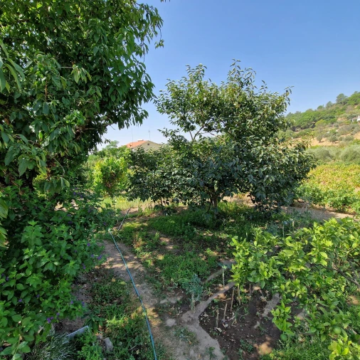 Quinta T3 para Venda em Sé e São Lourenço Foto 9