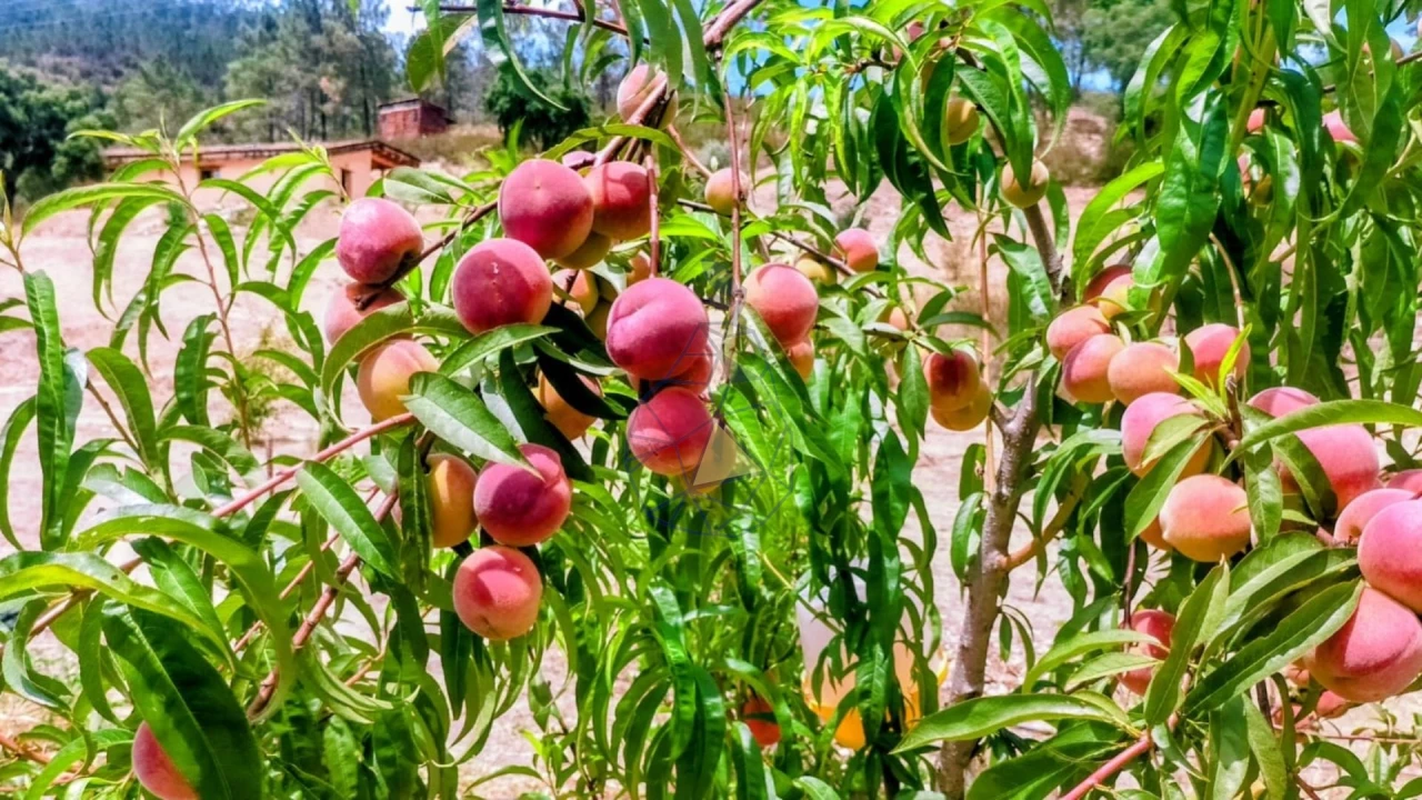 Quinta T3 para Venda em Marmelete Foto 63