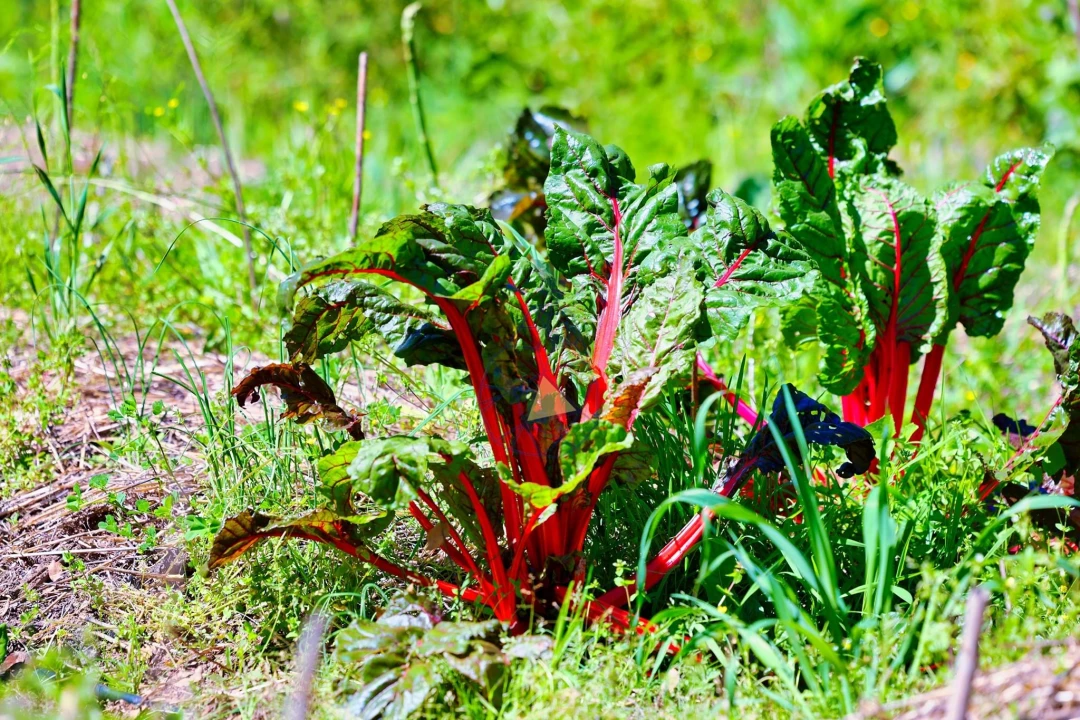 Quinta T3 para Venda em Marmelete Foto 92