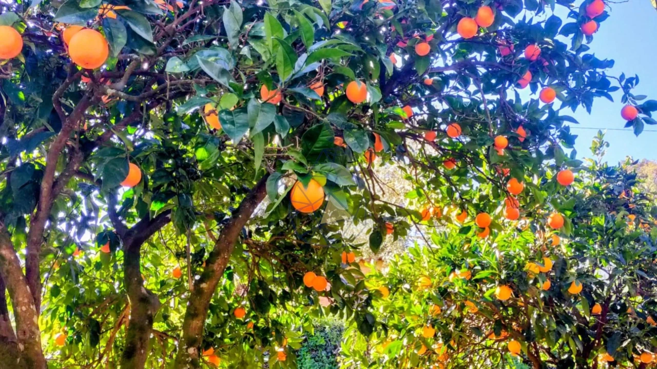 Quinta T3 para Venda em Marmelete Foto 53