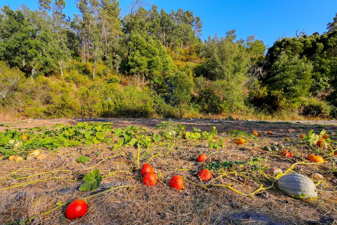 Quinta T3 para Venda em Marmelete Foto 38