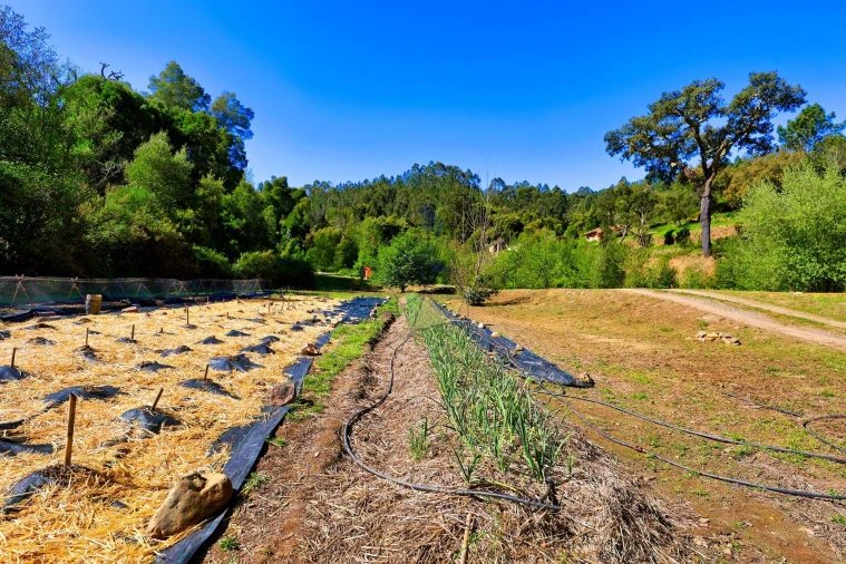 Quinta T3 para Venda em Marmelete Foto 56