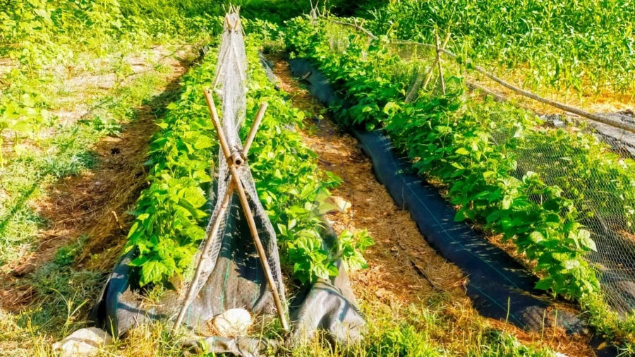 Quinta T3 para Venda em Marmelete Foto 55