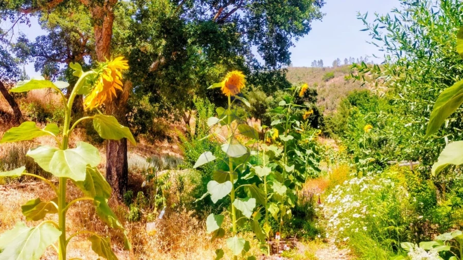 Quinta T3 para Venda em Marmelete Foto 59