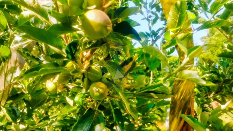 Quinta T3 para Venda em Marmelete Foto 60