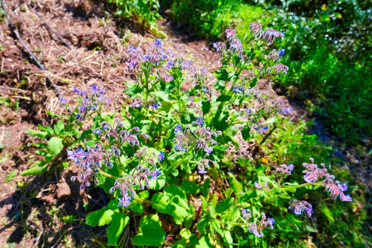 Quinta T3 para Venda em Marmelete Foto 55