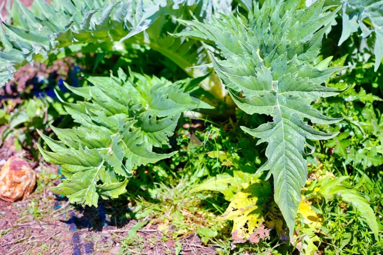 Quinta T3 para Venda em Marmelete Foto 77