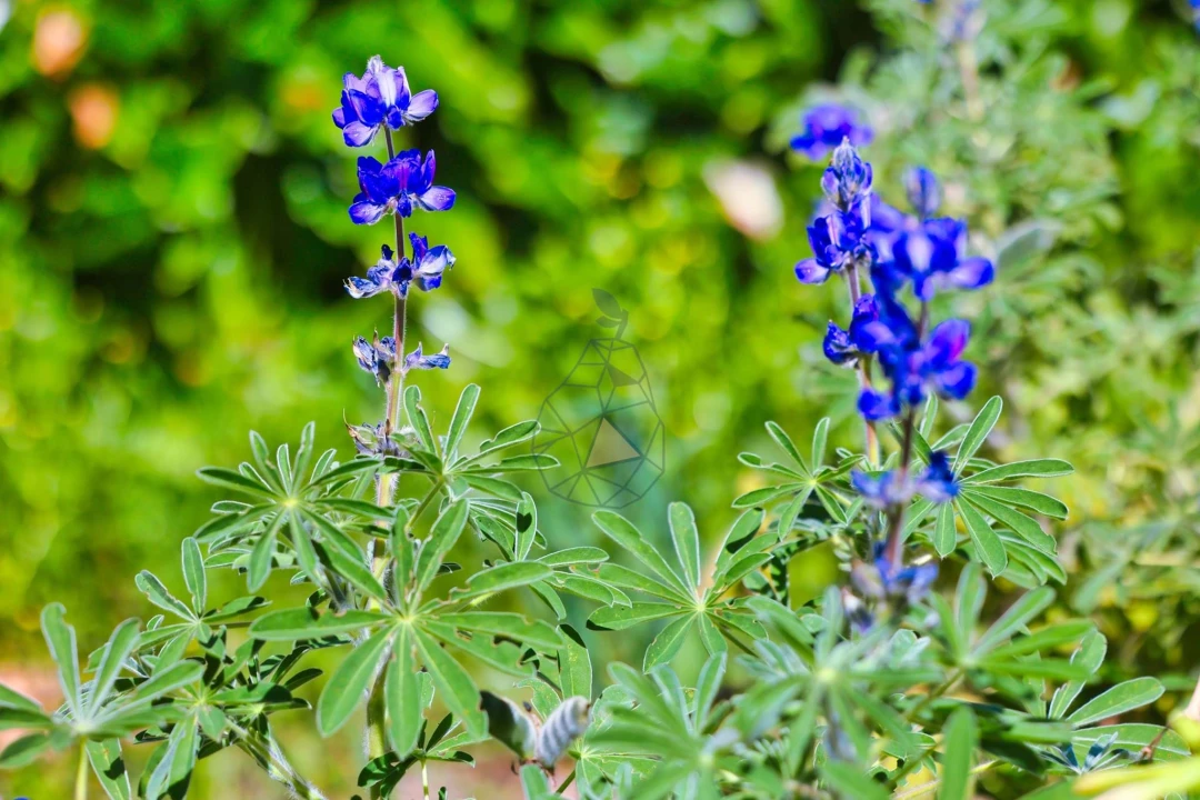 Quinta T3 para Venda em Marmelete Foto 90