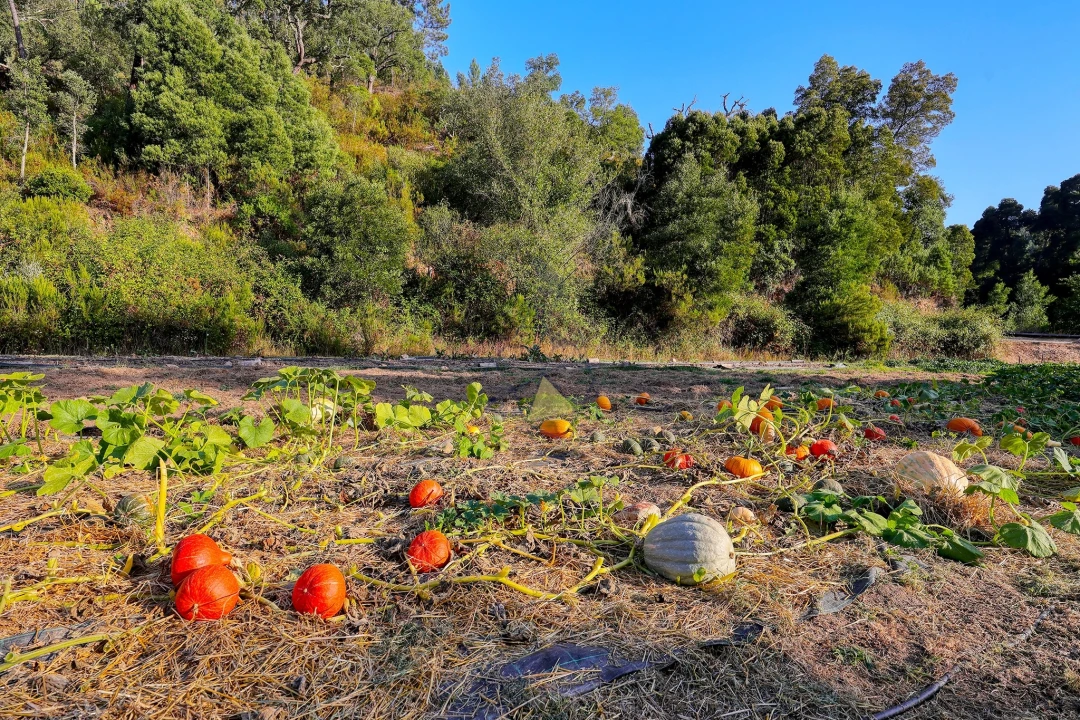Quinta T3 para Venda em Marmelete Foto 39