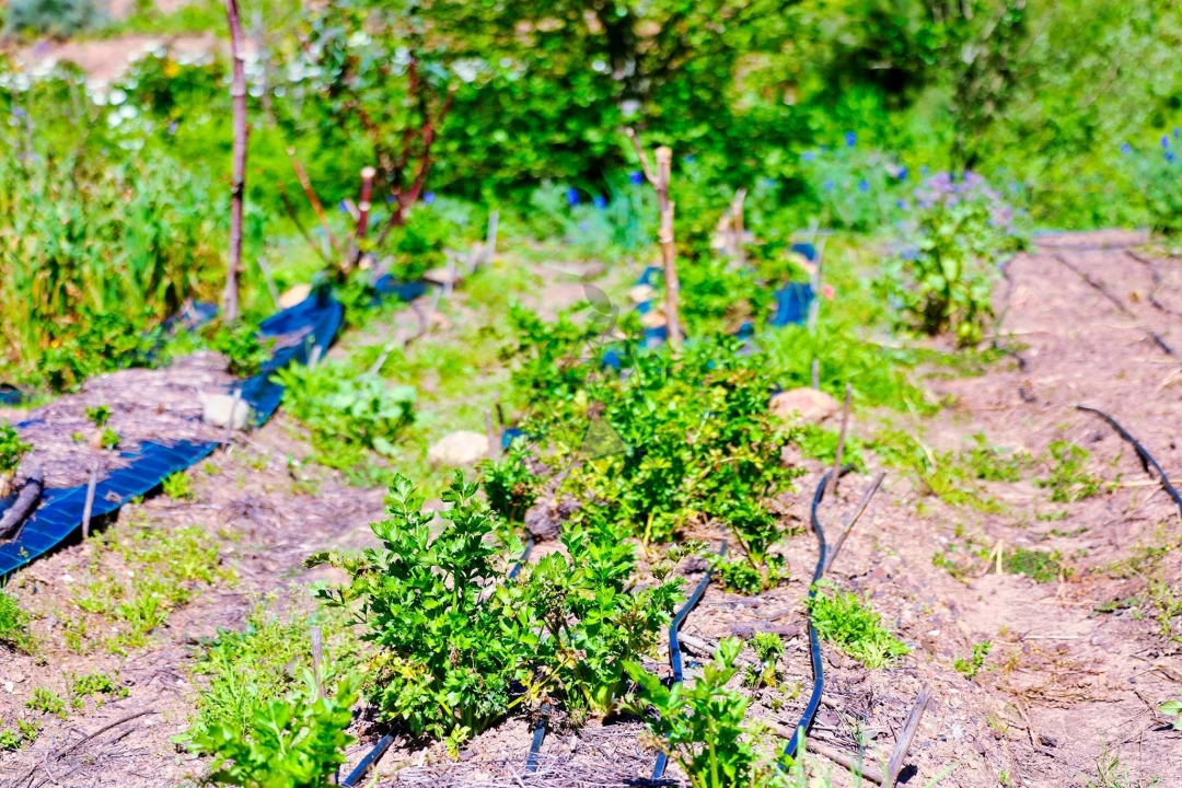 Quinta T3 para Venda em Marmelete Foto 54