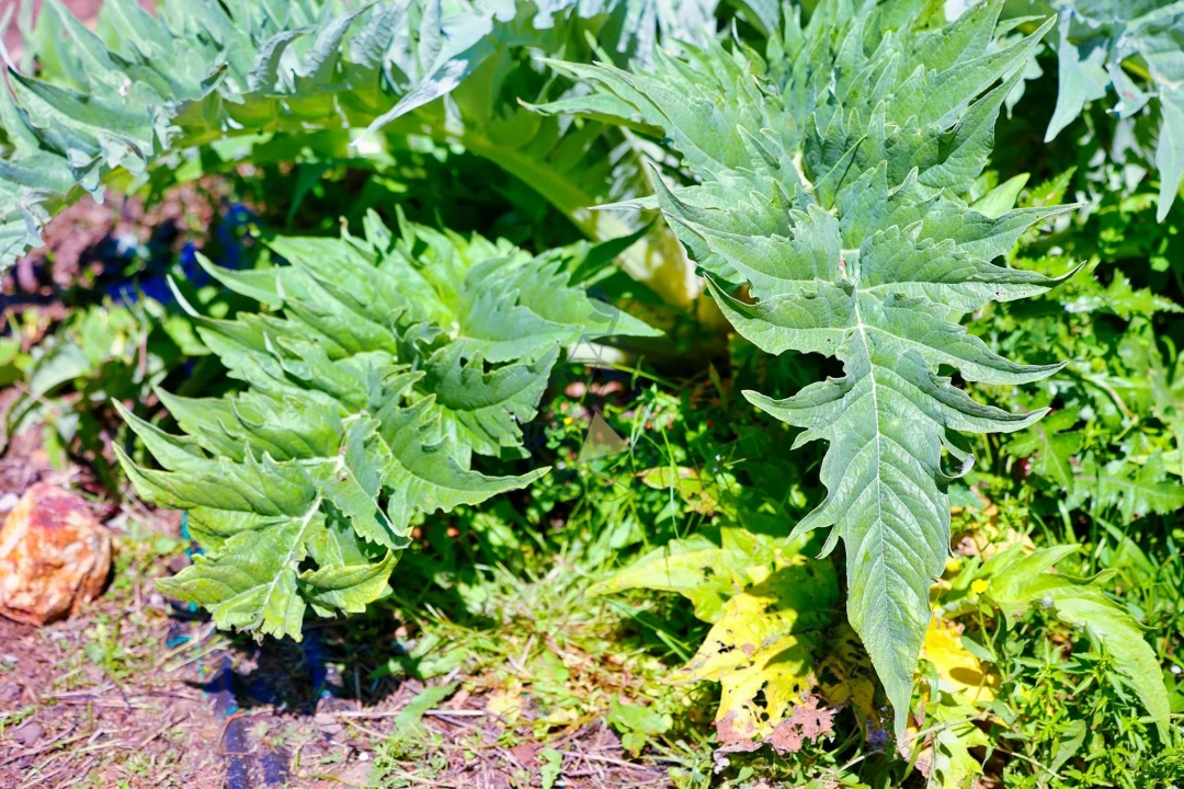 Quinta T3 para Venda em Marmelete Foto 77