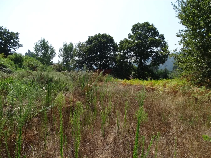 Terreno para Venda em Antime e Silvares (São Clemente) Foto 5