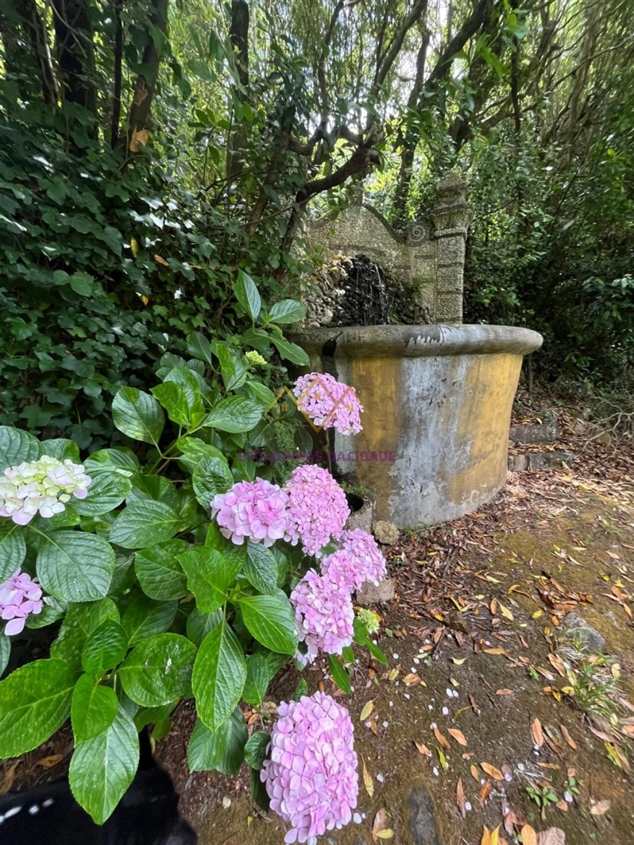 Quinta T7 para Venda em Colares Foto 49