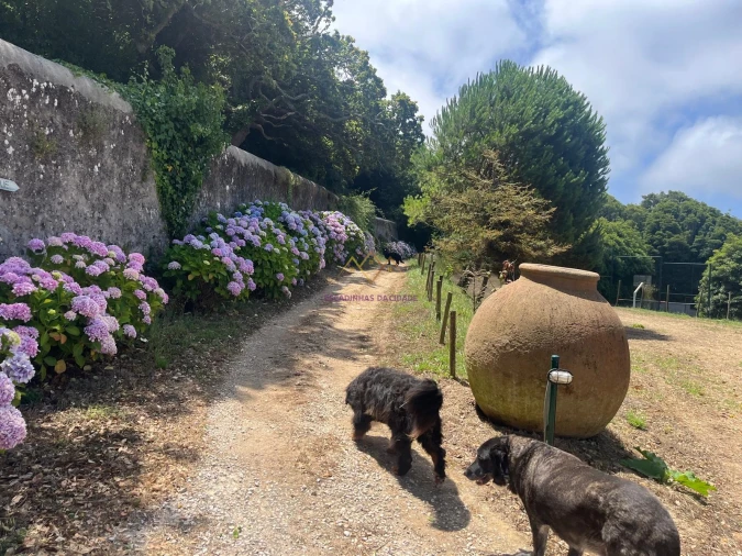 Quinta T7 para Venda em Colares Foto 46