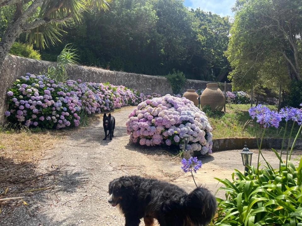 Quinta T7 para Venda em Colares Foto 47