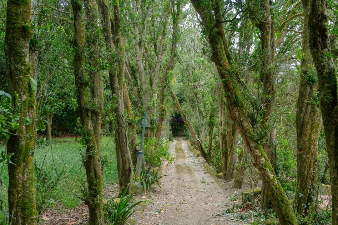 Quinta T7 para Venda em Colares Foto 38
