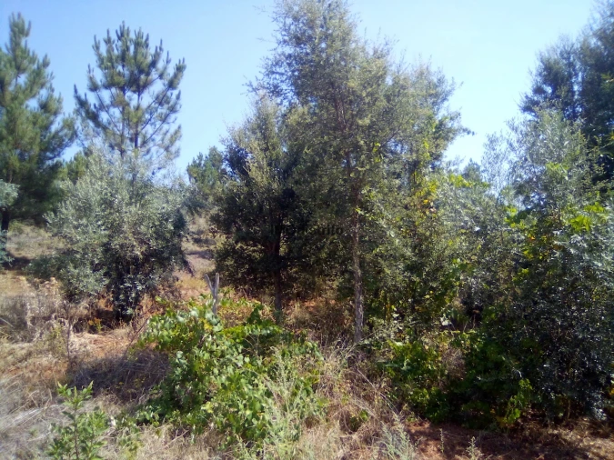 Quinta T4 para Venda em Reguengo e São Julião Foto 24