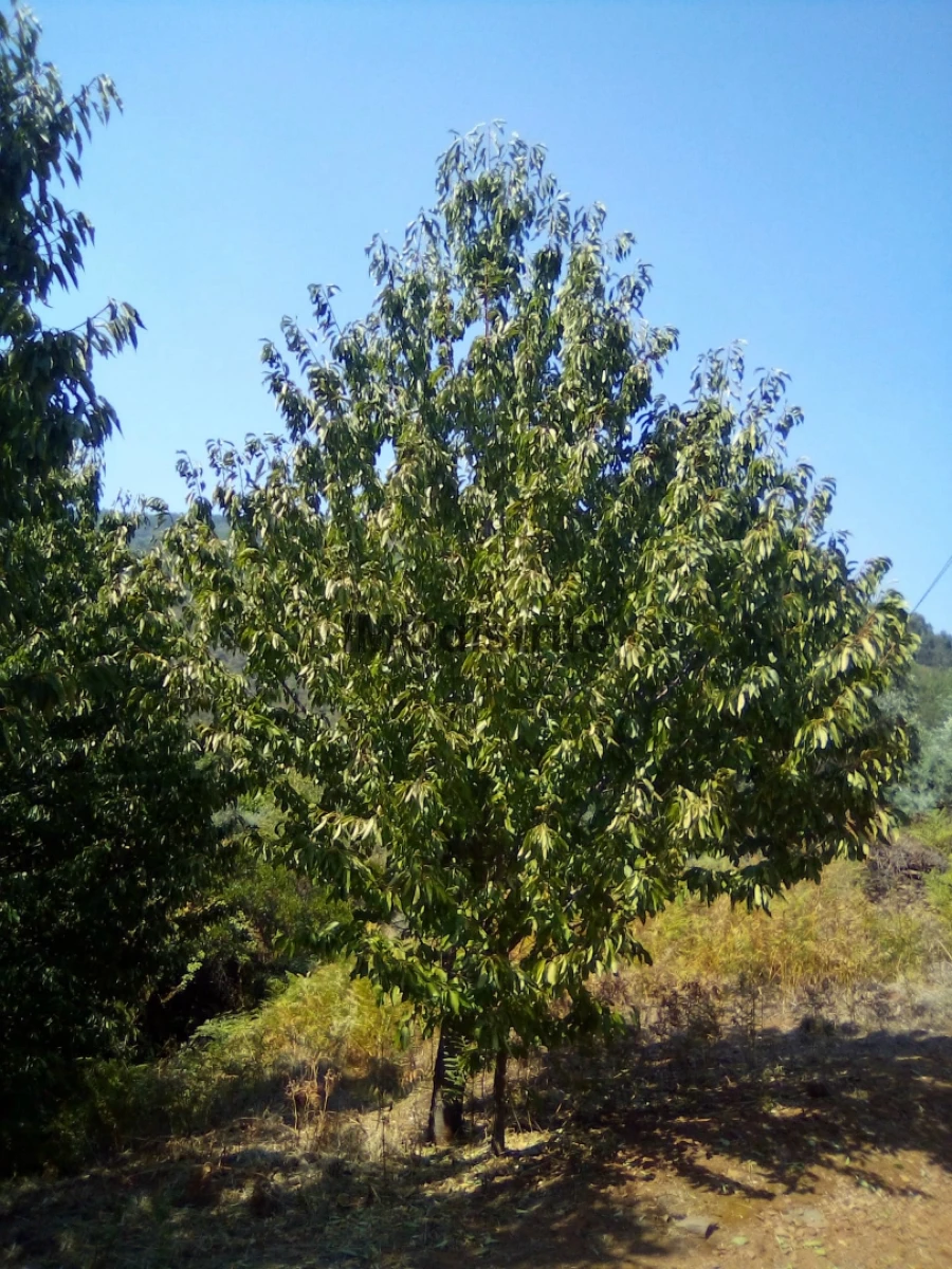 Quinta T4 para Venda em Reguengo e São Julião Foto 25