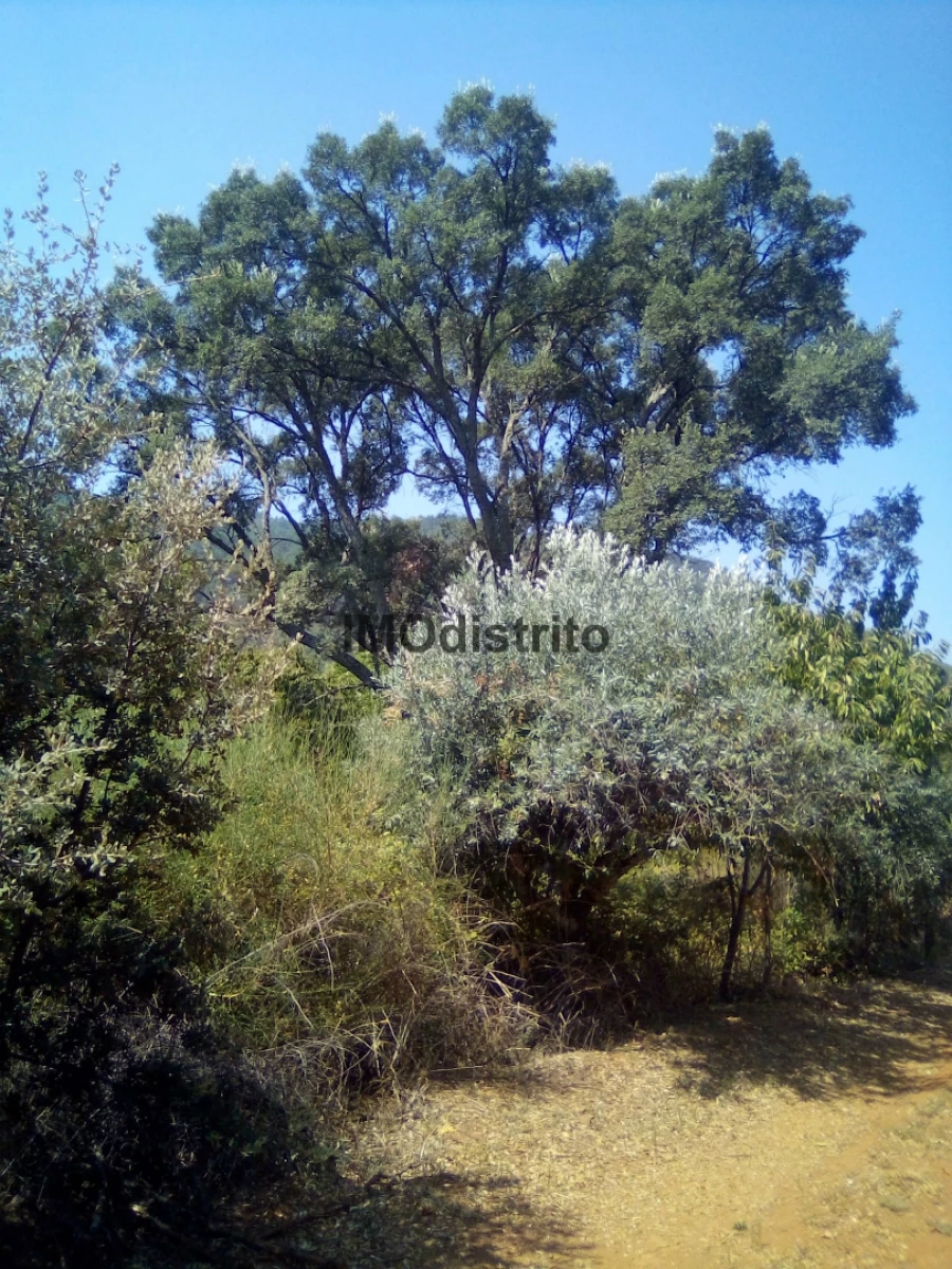 Quinta T4 para Venda em Reguengo e São Julião Foto 28