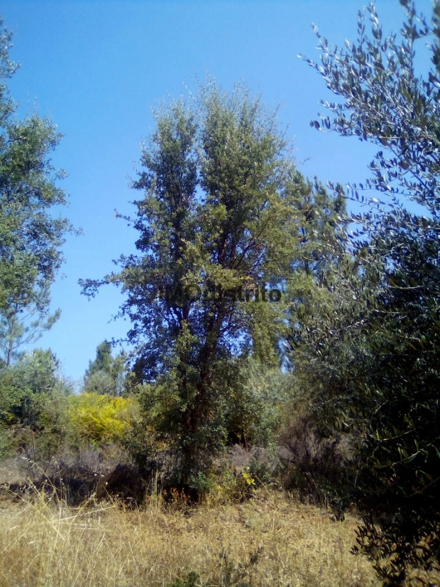 Quinta T4 para Venda em Reguengo e São Julião Foto 27