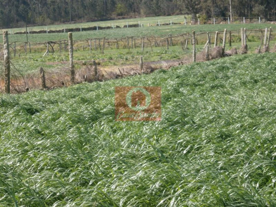 Terreno Agricola ou Rústico para Venda em Rates Foto 1