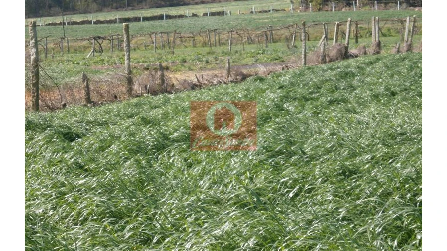 Terreno Agricola ou Rústico para Venda em Rates