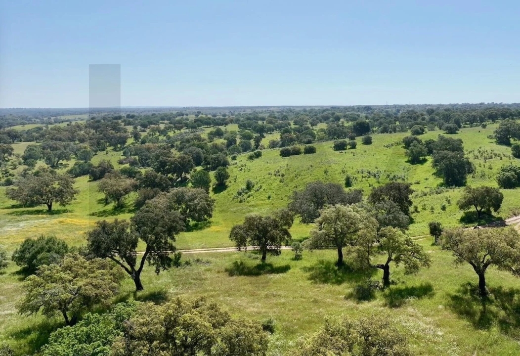 Terreno para Venda em Figueira dos Cavaleiros Foto 4