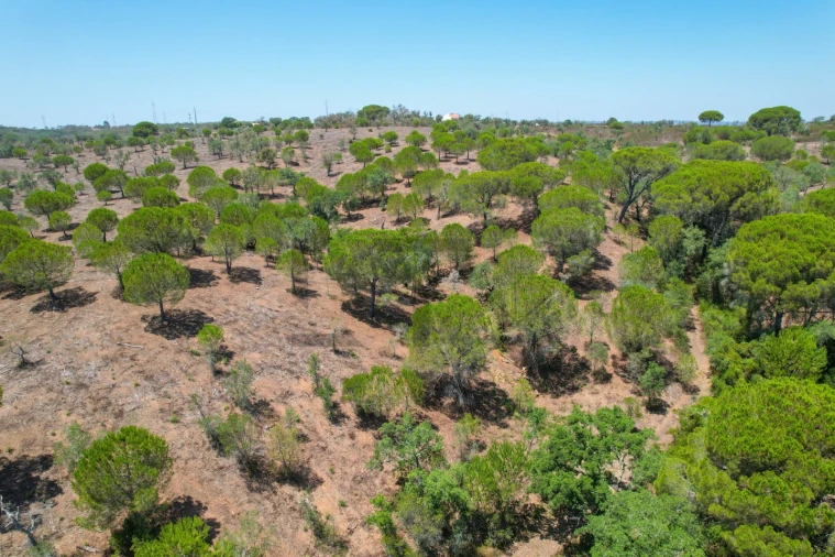 Terreno para Venda em São Francisco da Serra Foto 26
