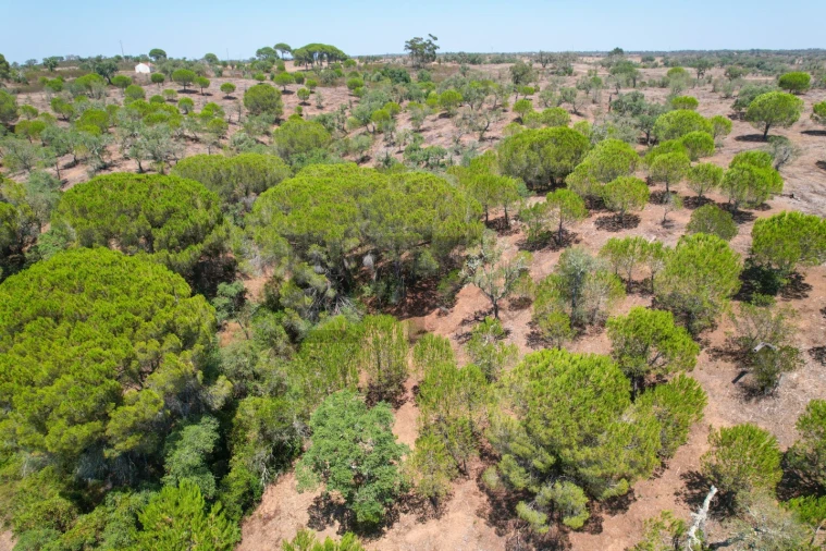 Terreno para Venda em São Francisco da Serra Foto 28