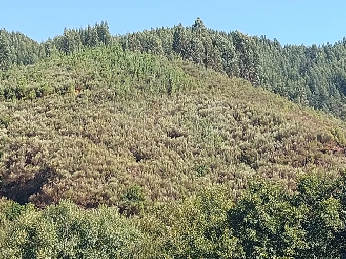 Terreno para Venda em Côja e Barril de Alva