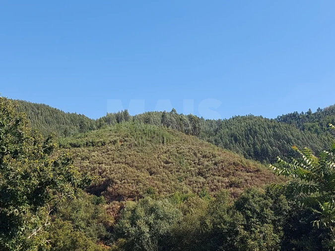 Terreno para Venda em Côja e Barril de Alva Foto 2