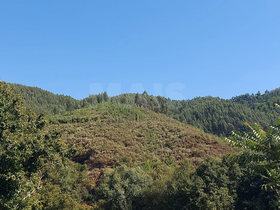 Terreno para Venda em Côja e Barril de Alva Foto 2