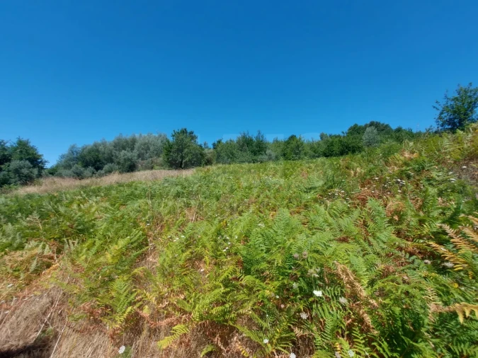 Terreno para Venda em Côja e Barril de Alva