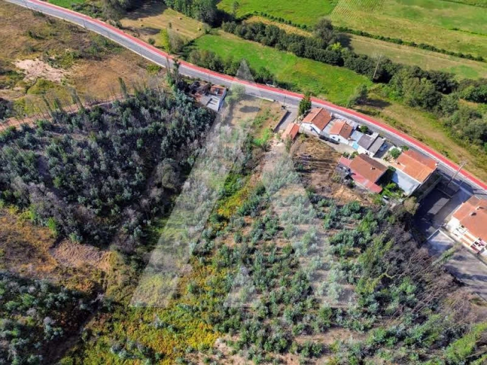Terreno para Venda em São João de Loure e Frossos Foto 14