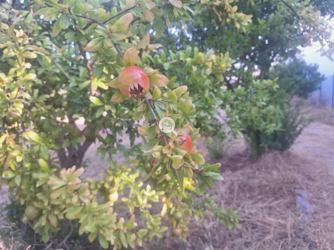 Terreno para Venda em São Brás de Alportel Foto 6
