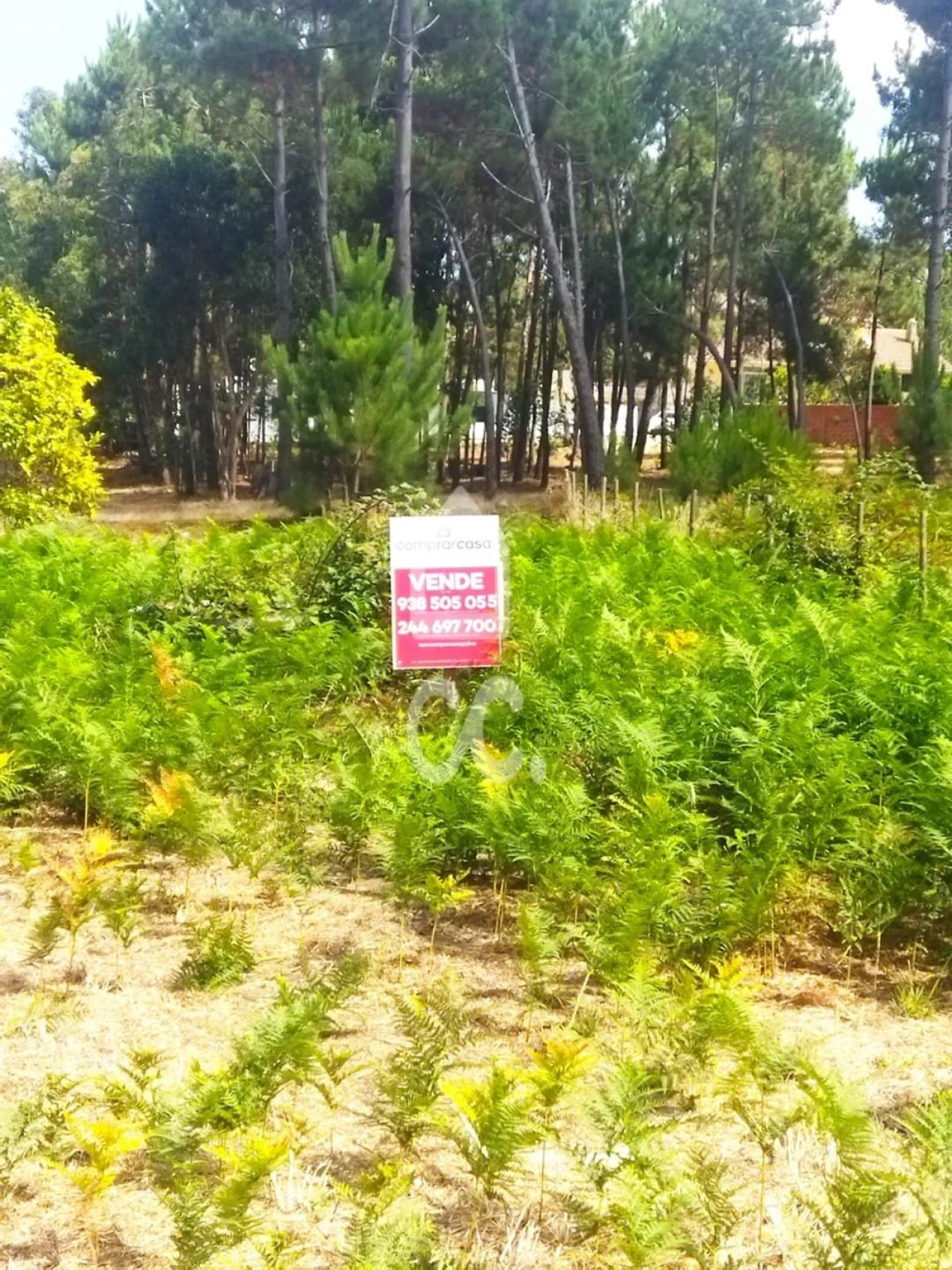 Terreno para Venda em Vieira de Leiria Foto 10