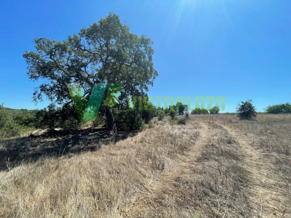 Terreno Misto para Venda em São Teotónio Foto 23